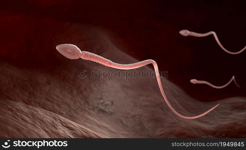 Male sperm cells floating to ovule in fallopian tube. 3D illustration. Male sperm cells