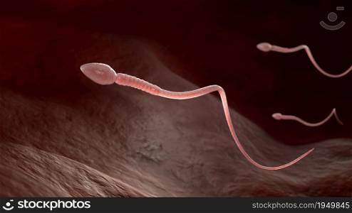Male sperm cells floating to ovule in fallopian tube. 3D illustration. Male sperm cells