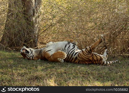 Male tiger, Panthera Tigris, Bandipur National Park, Karnataka, India.. Male tiger, Panthera Tigris, Bandipur National Park, Karnataka, India