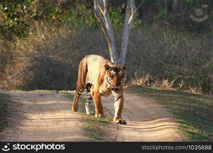 Male tiger, Panthera Tigris, Bandipur National Park, Karnataka, India.. Male tiger, Panthera Tigris, Bandipur National Park, Karnataka, India