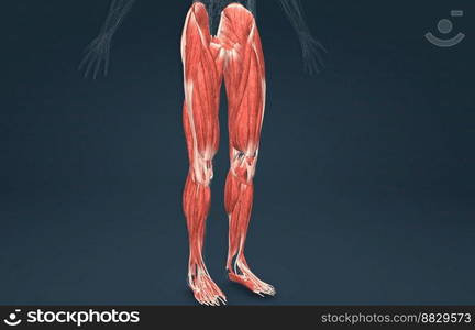 Male uscles of the lower limb 3D illustration. Male muscles of the lower limb