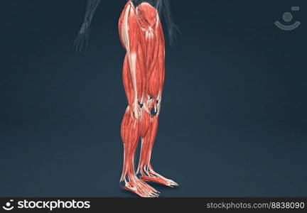 Male uscles of the lower limb 3D illustration. Male muscles of the lower limb