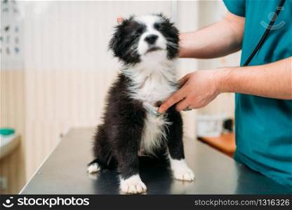 Male veterinarian examining dog, veterinary clinic. Vet doctor, treatment a sick dog. Male veterinarian examining dog, veterinary clinic