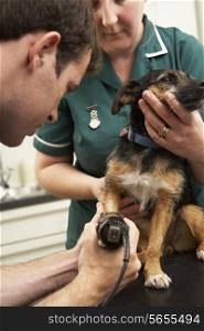 Male Veterinary Surgeon And Nurse Examining Dog In Surgery
