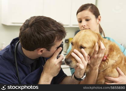 Male Veterinary Surgeon Examining Dog In Surgery