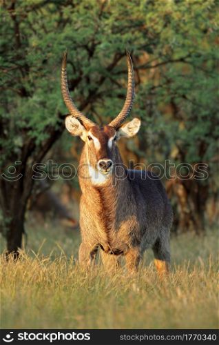 Male waterbuck antelope (Kobus ellipsiprymnus) in late afternoon light, South Africa