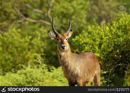 Male waterbuck (Kobus ellipsiprymnus) in a forest, Motswari Game Reserve, South Africa