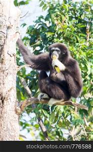 Male white handed Gibbon (Hylobatidae lar) eating a banana in a tree in Trang rovince, Thailand