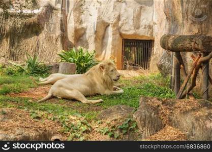 Male white lion lying down