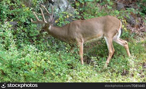 Male white tailed deer feeding