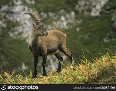 Male wild alpine ibex, capra ibex, or steinbock standing in Alps mountain, France