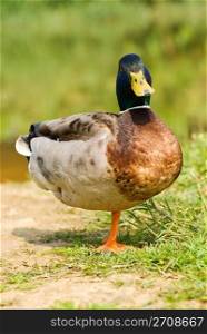 male wild duck stand on single foot. maleness mallard.