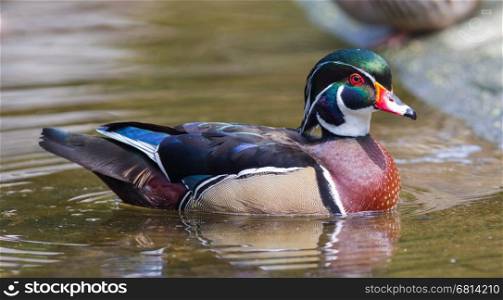 Male wood duck showing off colorful plumage on calm water with ripples