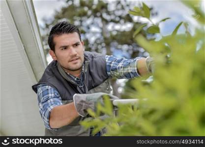 male worker is doing some pruning