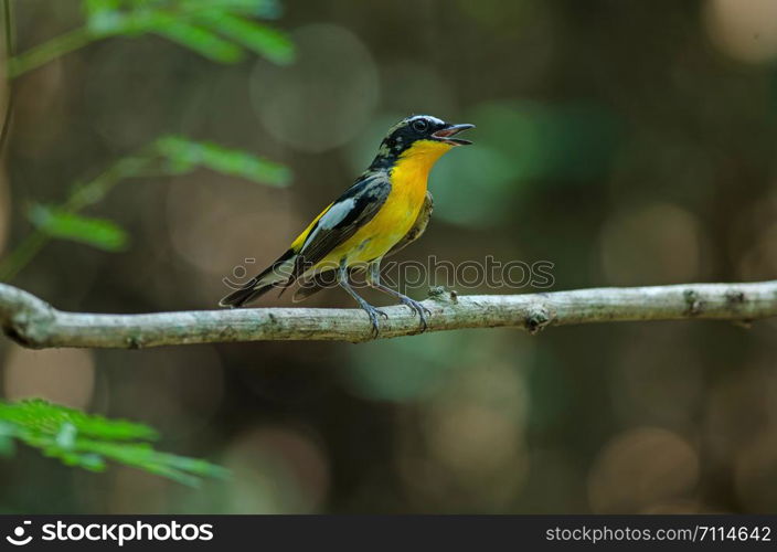 Male Yellow-rumped flycatcher (Ficedula zanthopygia) in nature of Thailand