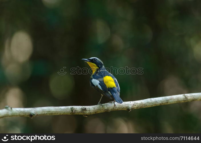 Male Yellow-rumped flycatcher (Ficedula zanthopygia) in nature of Thailand