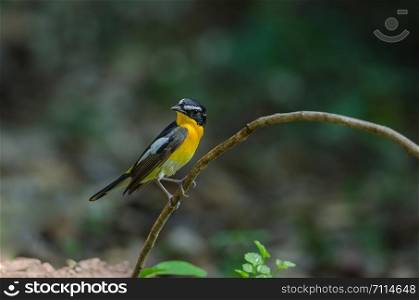 Male Yellow-rumped flycatcher (Ficedula zanthopygia) in nature of Thailand