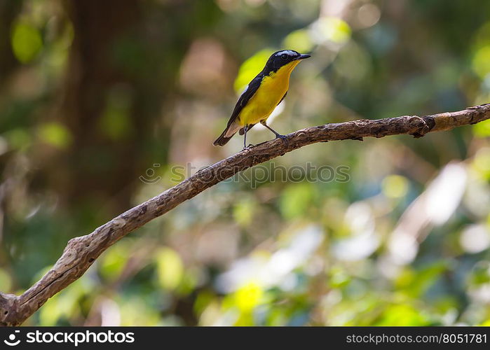 Male Yellow-rumped flycatcher (Ficedula zanthopygia) in nature of Thailand