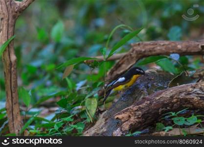 Male Yellow-rumped flycatcher (Ficedula zanthopygia) playing water in summer on hot days