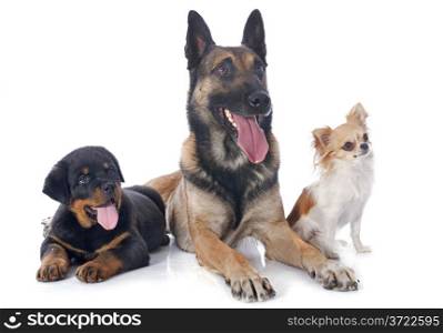 malinois, rottweiler and chihuahua on a white background