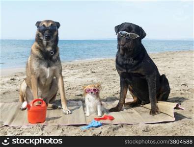 malinois, rottweiler and chihuahua on the beach