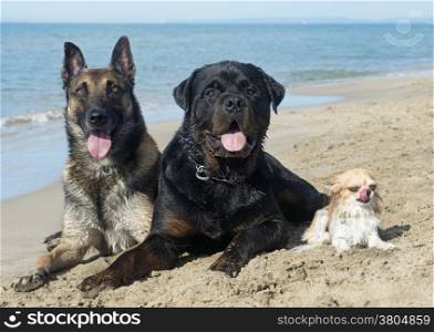 malinois, rottweiler and chihuahua on the beach