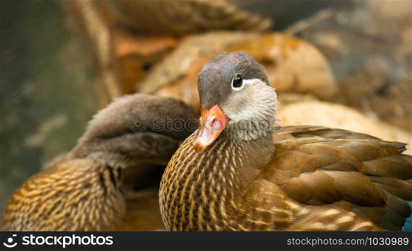 Mallard duck