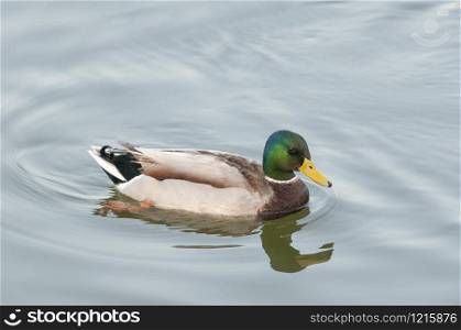 Mallard duck, Anas platyrhynchos Gujarat, India