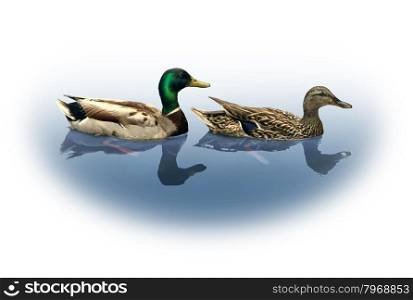 Mallard duck and drake as a nature wildlife concept with male and female ducks mating couple swimming on a lake fading to a white copy space background as an icon of wild animals.