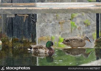 Mallard Duck Couple near dam on lake