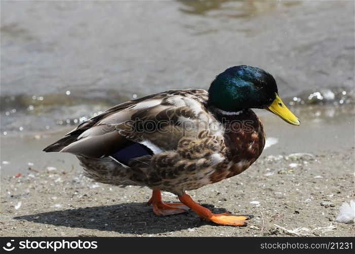 Mallard duck on the pond close up 8452. Mallard duck on the pond 8452