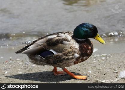 Mallard duck on the pond close up 8452. Mallard duck on the pond 8452