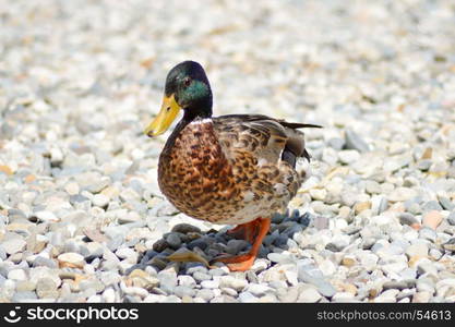 Mallard duck walking on pebbles . Mallard duck walking on pebbles on Lake Garda beach in Italy