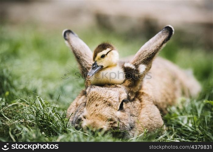 mallard duckling sitting hare s head green grass