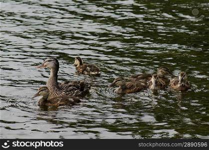 Mallard ducks (Anas platyrhynchos) in a lake, Lake of the Woods, Ontario, Canada