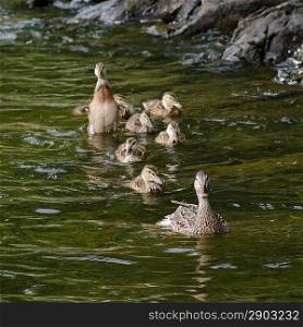 Mallard ducks (Anas platyrhynchos) in a lake, Lake of the Woods, Ontario, Canada
