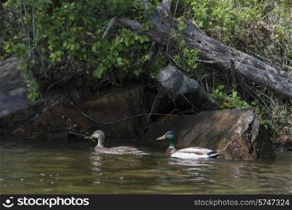 Mallard Ducks (Anas platyrhynchos) in a lake, Lake of The Woods, Ontario, Canada
