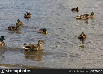 Mallard ducks swimming on pond water 8446. Mallard ducks in pond 8446