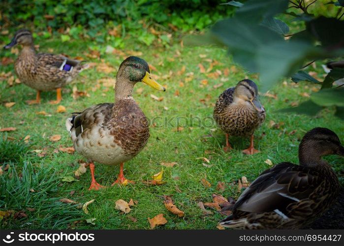 Mallard ducks walk around in a green garden.