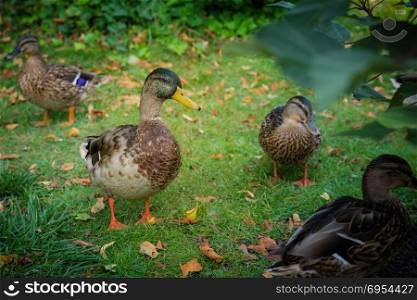 Mallard ducks walk around in a green garden.