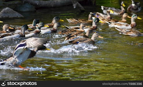 Mallard. Wild duck on the shore of a pond. Male-duck. (Anas platyrhynchos)