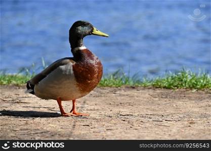 Mallard. Wild duck on the shore of a pond. Male-duck.  Anas platyrhynchos 