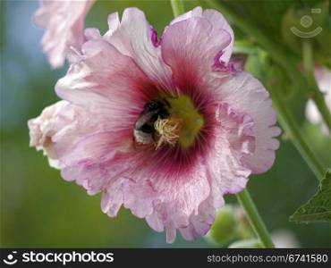 Mallow and bee. Bee inside a mallow