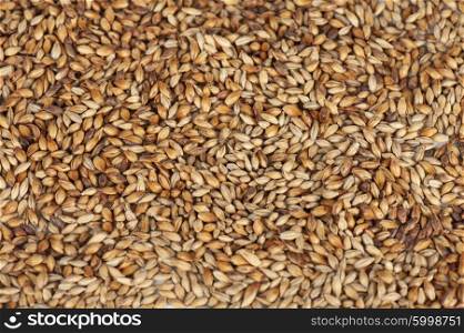 malt grains closeup. Close photo up of malt grains
