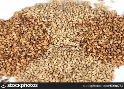 malt grains closeup. Close photo up of malt grains