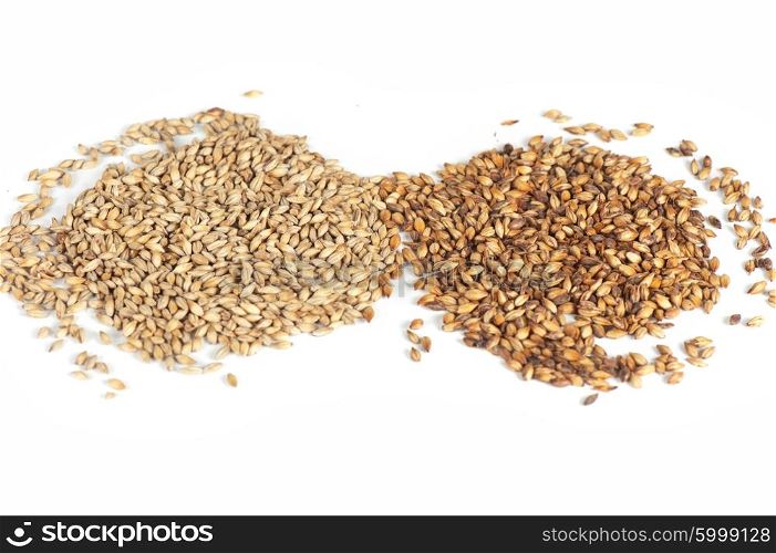 malt grains on white. Close photo up of malt grains