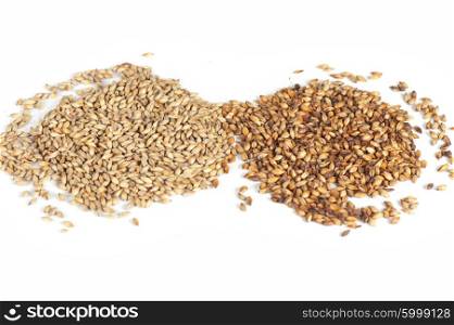 malt grains on white. Close photo up of malt grains