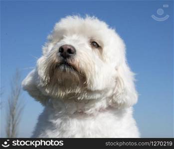 maltese dog in front of a blue sky