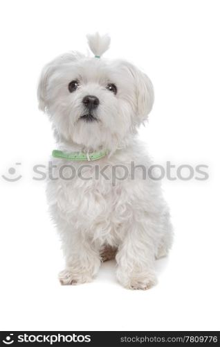 Maltese dog. Maltese dog in front of a white background