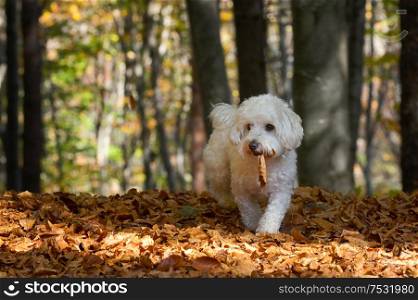 Maltese Dog Playing In Autumn Forest